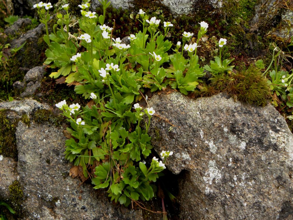 Saxifraga depressa / Sassifraga della Val di Fassa